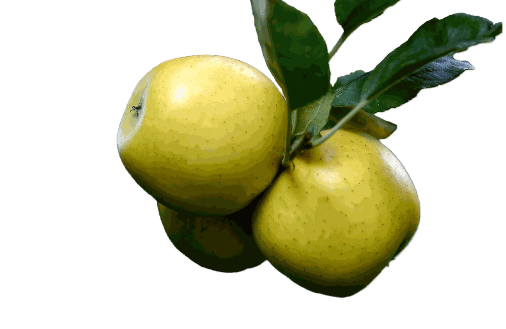 Manzana Limona Ecotipo Patrimonial